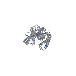 36882_8k4b_B_v1-1
Cryo-EM structure of nucleotide-bound ComA with ZinC ion