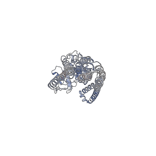 36882_8k4b_B_v1-2
Cryo-EM structure of nucleotide-bound ComA with ZinC ion