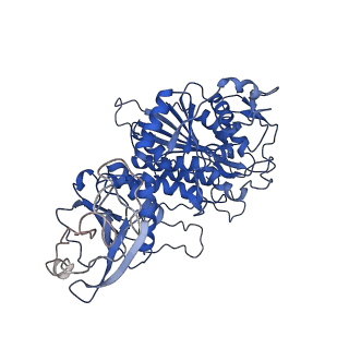 22682_7k5k_D_v1-2
Plasmodium vivax M17 leucyl aminopeptidase Pv-M17