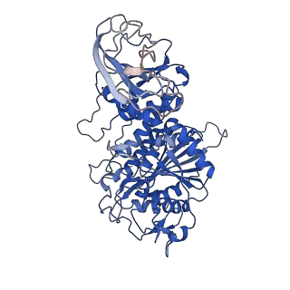 22682_7k5k_E_v1-3
Plasmodium vivax M17 leucyl aminopeptidase Pv-M17