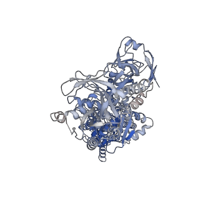 9941_6k7m_A_v1-3
Cryo-EM structure of the human P4-type flippase ATP8A1-CDC50 (E2Pi-PL state)