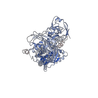9941_6k7m_A_v2-0
Cryo-EM structure of the human P4-type flippase ATP8A1-CDC50 (E2Pi-PL state)