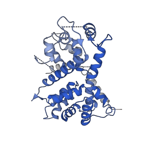 9945_6k7y_I_v1-1
Intact human mitochondrial calcium uniporter complex with MICU1/MICU2 subunits