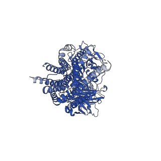 36996_8k9r_A_v1-1
Cryo EM structure of the products-bound PGAP1(Bst1)-H443N from Chaetomium thermophilum