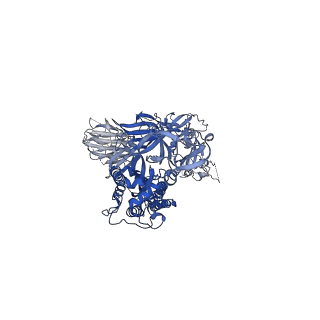 22821_7kdg_B_v1-1
SARS-CoV-2 RBD down Spike Protein Trimer without the P986-P987 stabilizing mutations (S-GSAS)