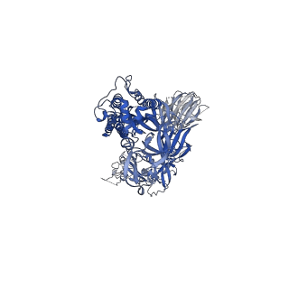 22821_7kdg_C_v1-1
SARS-CoV-2 RBD down Spike Protein Trimer without the P986-P987 stabilizing mutations (S-GSAS)
