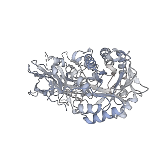 22830_7kdv_C_v1-1
Murine core lysosomal multienzyme complex (LMC) composed of acid beta-galactosidase (GLB1) and protective protein cathepsin A (PPCA, CTSA)