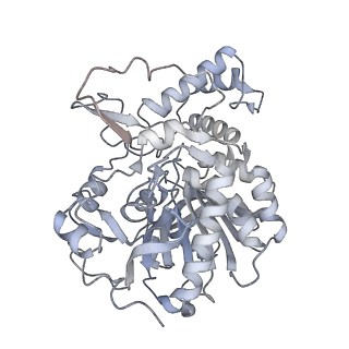 22830_7kdv_F_v1-1
Murine core lysosomal multienzyme complex (LMC) composed of acid beta-galactosidase (GLB1) and protective protein cathepsin A (PPCA, CTSA)