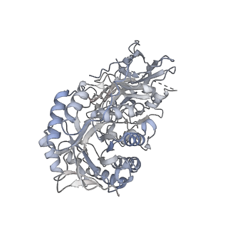 22830_7kdv_G_v1-1
Murine core lysosomal multienzyme complex (LMC) composed of acid beta-galactosidase (GLB1) and protective protein cathepsin A (PPCA, CTSA)