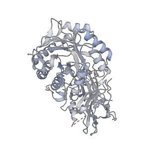 22830_7kdv_K_v1-1
Murine core lysosomal multienzyme complex (LMC) composed of acid beta-galactosidase (GLB1) and protective protein cathepsin A (PPCA, CTSA)