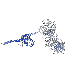 9964_6ke6_B3_v1-0
3.4 angstrom cryo-EM structure of yeast 90S small subunit preribosome