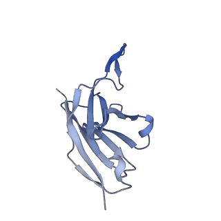22853_7kfh_H_v1-0
Ebola virus GP (mucin deleted, Makona strain) bound to antibody Fab EBOV-437