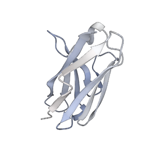 22853_7kfh_J_v1-0
Ebola virus GP (mucin deleted, Makona strain) bound to antibody Fab EBOV-437
