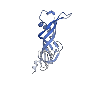 9961_6kf4_E_v1-3
Cryo-EM structure of Thermococcus kodakarensis RNA polymerase