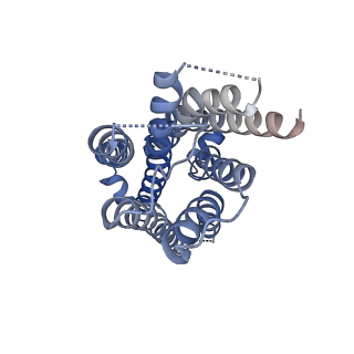 37224_8kgk_A_v1-0
Cryo-EM structure of the GPR61-Gs complex