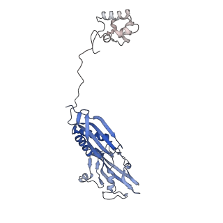 21879_7khc_B_v1-1
Escherichia coli RNA polymerase and rrnBP1 promoter closed complex