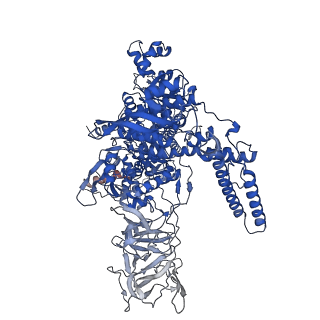 21881_7khi_D_v1-1
Escherichia coli RNA polymerase and rrnBP1 promoter complex with DksA/ppGpp
