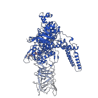 21881_7khi_D_v1-2
Escherichia coli RNA polymerase and rrnBP1 promoter complex with DksA/ppGpp