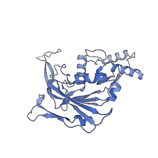 22876_7kha_C_v1-2
Cryo-EM Structure of the Desulfovibrio vulgaris Type I-C Apo Cascade