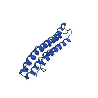 22880_7khr_g_v1-1
Cryo-EM structure of bafilomycin A1-bound intact V-ATPase from bovine brain