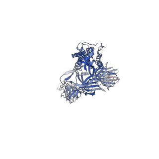 22892_7kj3_B_v1-3
SARS-CoV-2 Spike Glycoprotein with two ACE2 Bound