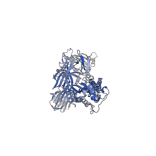 22892_7kj3_C_v1-3
SARS-CoV-2 Spike Glycoprotein with two ACE2 Bound