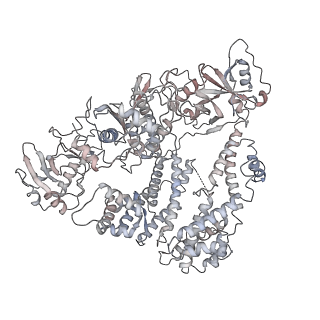 0705_6klb_D_v1-2
Structure of LbCas12a-crRNA complex bound to AcrVA4 (form B complex)