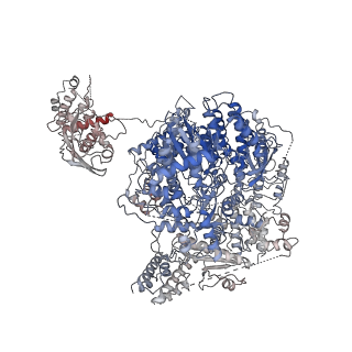 0710_6klh_A_v1-2
Dimeric structure of Machupo virus polymerase bound to vRNA promoter