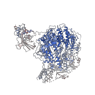 0710_6klh_A_v2-0
Dimeric structure of Machupo virus polymerase bound to vRNA promoter