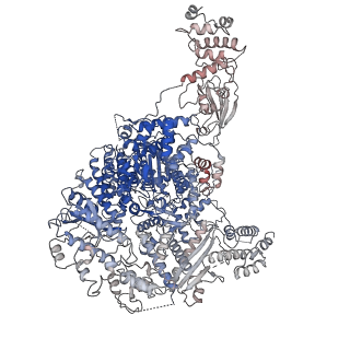 0710_6klh_C_v1-2
Dimeric structure of Machupo virus polymerase bound to vRNA promoter