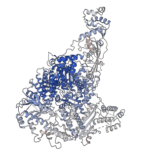 0710_6klh_C_v2-0
Dimeric structure of Machupo virus polymerase bound to vRNA promoter