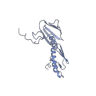 8281_5kpw_E_v1-4
Structure of RelA bound to ribosome in presence of A/R tRNA (Structure III)