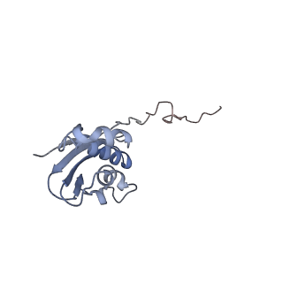 8282_5kpx_13_v1-4
Structure of RelA bound to ribosome in presence of A/R tRNA (Structure IV)