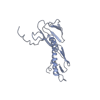 8282_5kpx_E_v1-4
Structure of RelA bound to ribosome in presence of A/R tRNA (Structure IV)