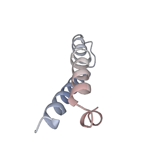 8282_5kpx_X_v1-4
Structure of RelA bound to ribosome in presence of A/R tRNA (Structure IV)