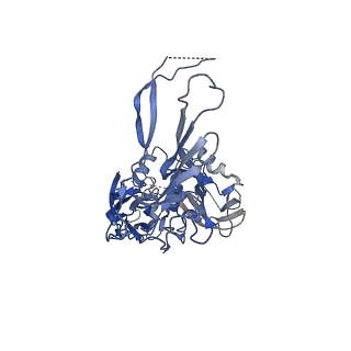 0776_6ku9_A_v1-2
Structure of the African swine fever virus major capsid protein p72