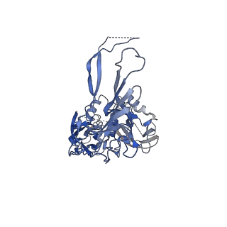 0776_6ku9_A_v1-3
Structure of the African swine fever virus major capsid protein p72