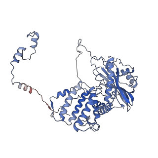 9578_6kuk_A_v1-2
Structure of influenza D virus polymerase bound to vRNA promoter in mode A conformation (class A1)