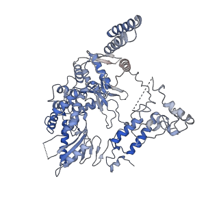 9578_6kuk_B_v1-2
Structure of influenza D virus polymerase bound to vRNA promoter in mode A conformation (class A1)