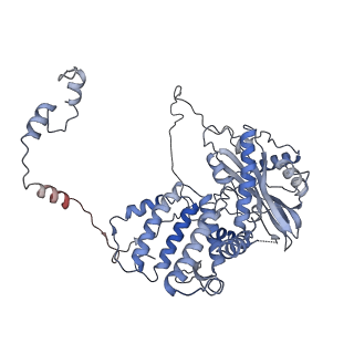 9579_6kup_A_v1-2
Structure of influenza D virus polymerase bound to vRNA promoter in Mode A conformation(Class A2)