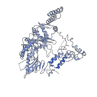 9579_6kup_B_v1-3
Structure of influenza D virus polymerase bound to vRNA promoter in Mode A conformation(Class A2)
