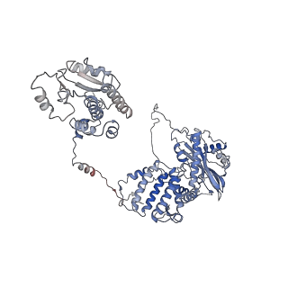 9580_6kut_A_v1-2
Structure of influenza D virus polymerase bound to vRNA promoter in Mode B conformation (Class B2)