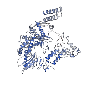 9580_6kut_B_v1-2
Structure of influenza D virus polymerase bound to vRNA promoter in Mode B conformation (Class B2)