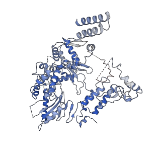 9580_6kut_B_v1-3
Structure of influenza D virus polymerase bound to vRNA promoter in Mode B conformation (Class B2)