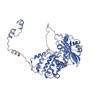 9581_6kur_A_v1-3
Structure of influenza D virus polymerase bound to vRNA promoter in Mode B conformation (Class B1)