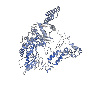 9582_6kuu_B_v1-0
Structure of influenza D virus polymerase bound to vRNA promoter in Mode B conformation (Class B3)