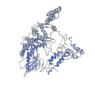 9582_6kuu_B_v1-1
Structure of influenza D virus polymerase bound to vRNA promoter in Mode B conformation (Class B3)