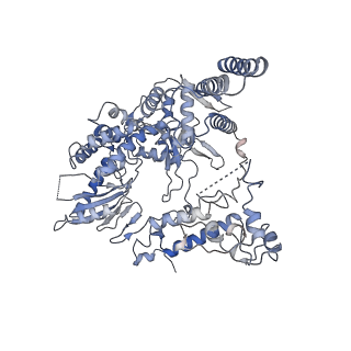 9888_6kuv_B_v1-2
Structure of influenza D virus polymerase bound to cRNA promoter in class 2