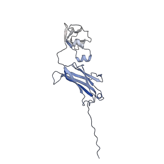 0782_6kxs_C_v1-0
Cryo-EM structure of human IgM-Fc in complex with the J chain and the ectodomain of pIgR