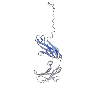 0782_6kxs_H_v1-0
Cryo-EM structure of human IgM-Fc in complex with the J chain and the ectodomain of pIgR